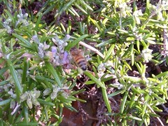 Apis mellifera