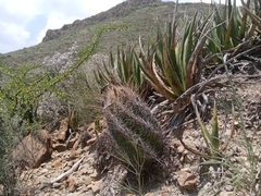 Thelocactus bicolor bicolor