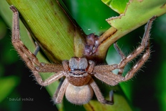 Neosparassus salacius