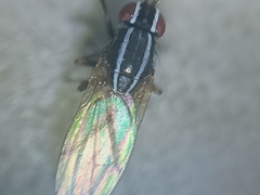 Poecilohetaerus aquilus