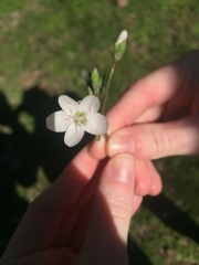 Claytonia virginica