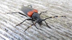 Stictoleptura canadensis