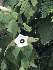 Ipomoea cuprinacoma