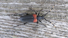 Stictoleptura canadensis