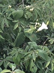 Ipomoea cuprinacoma