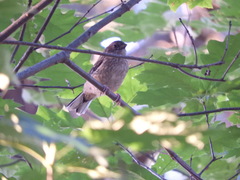 Pipilo erythrophthalmus