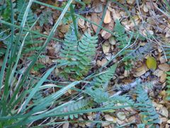 Blechnum penna-marina