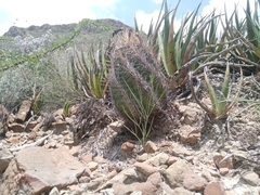 Thelocactus bicolor bicolor