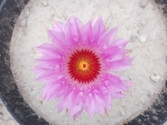 Thelocactus bicolor bicolor