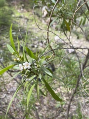 Myoporum montanum