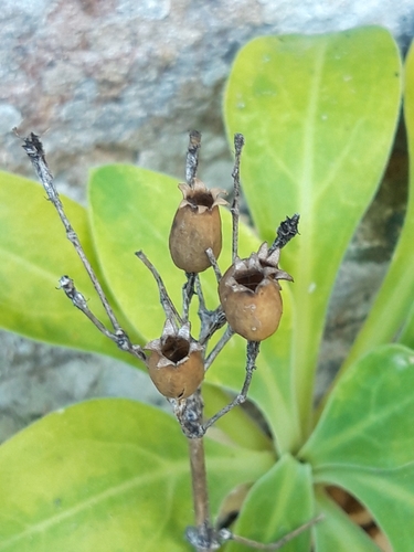 Silene hifacensis, photograph 2