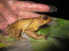 Incilius leucomyos