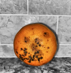 Mancha-de-Alternaria (Alternaria citri)