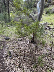 Myoporum montanum