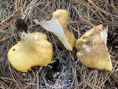 Cantharocybe gruberi
