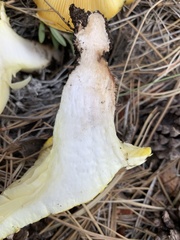 Cantharocybe gruberi