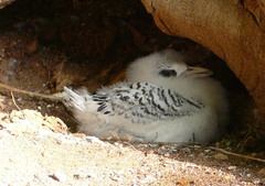 Phaethon lepturus fulvus