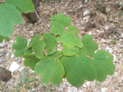 Acer granatense