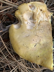 Cantharocybe gruberi