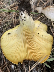 Cantharocybe gruberi
