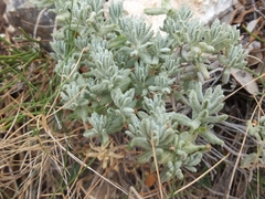 Teucrium polium