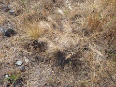 Elymus multisetus