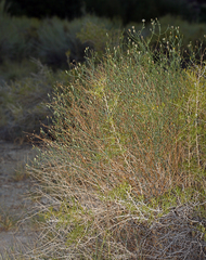 Leucosyris carnosa