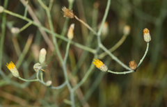 Leucosyris carnosa