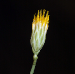 Leucosyris carnosa