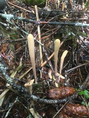 Clavariadelphus sachalinensis