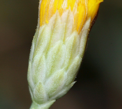 Leucosyris carnosa