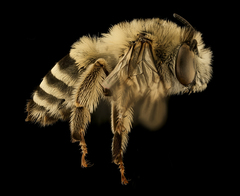 Urbane Digger Bee