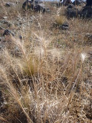 Elymus multisetus