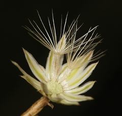 Leucosyris carnosa