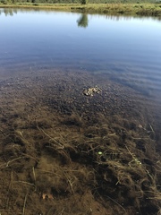 Semotilus corporalis