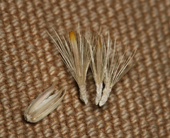 Leucosyris carnosa