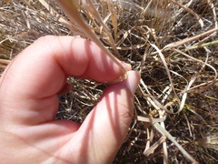 Elymus multisetus