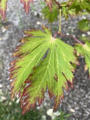 Acer japonicum