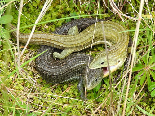 Transvolcanic Alligator Lizard