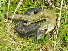 Imbricate Alligator Lizard photo 5