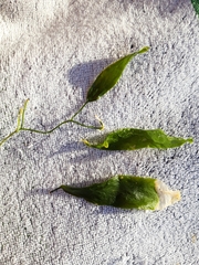 Caulerpa prolifera