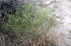 Leucosyris carnosa
