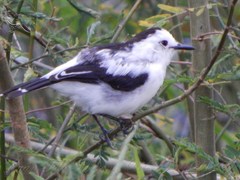 Fluvicola pica