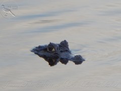 Caiman crocodilus