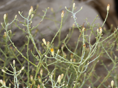 Leucosyris carnosa