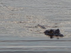 Caiman crocodilus