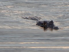 Caiman crocodilus fuscus