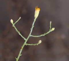 Leucosyris carnosa
