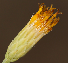 Leucosyris carnosa