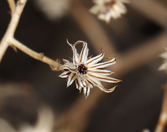 Leucosyris carnosa